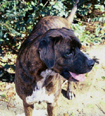 jigsaw during the morning walk