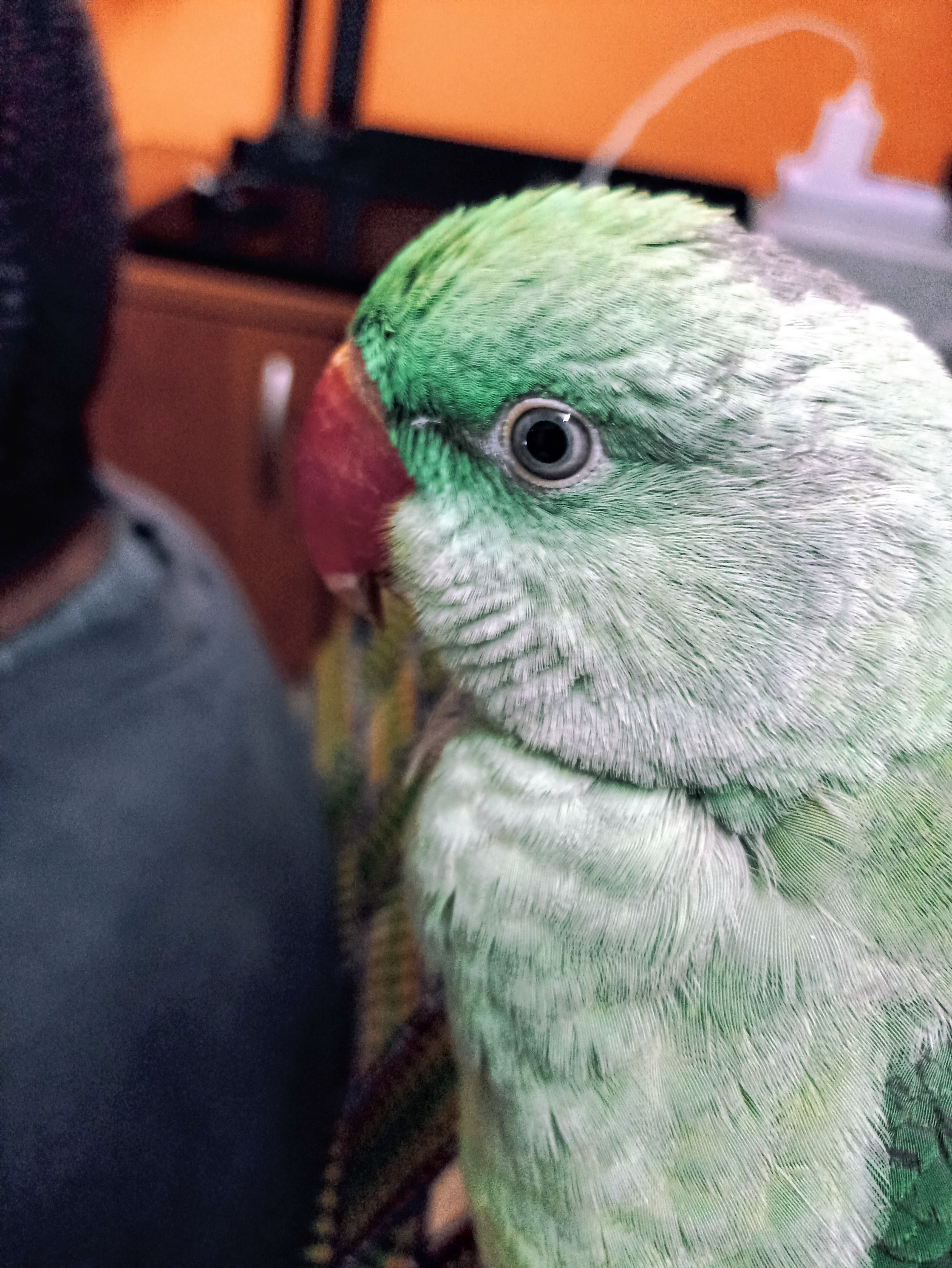 rio in a playful mood