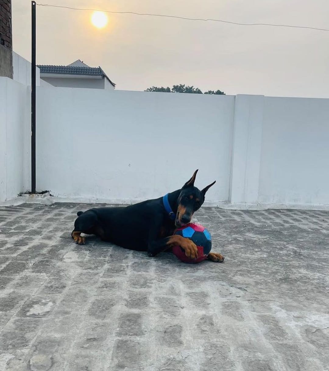 rocky holding a ball